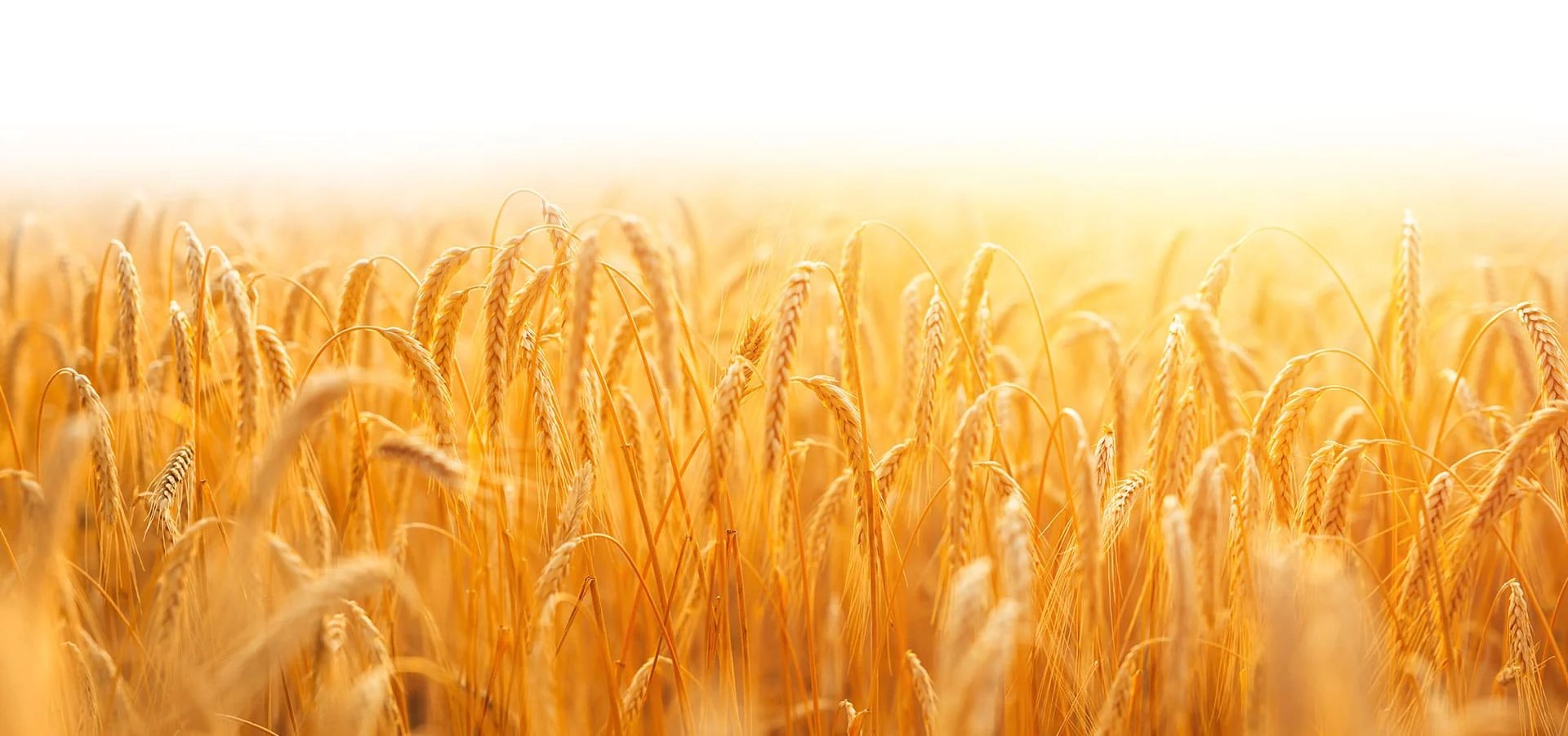 Línea completa de productos Maxifort sobre campo de trigo